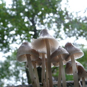 P1120172a fungi